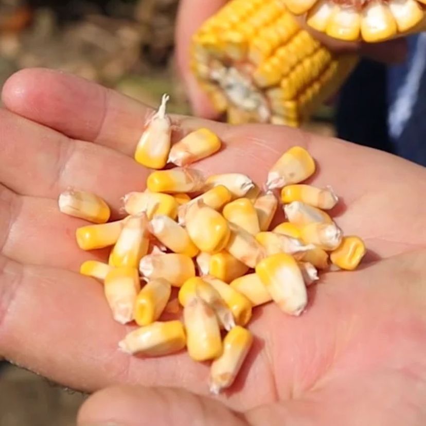 Опаковка на продукта