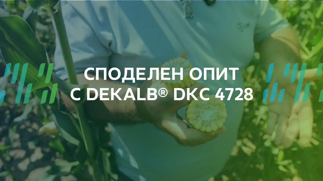 Устойчивостта при царевицата | DEKALB®
