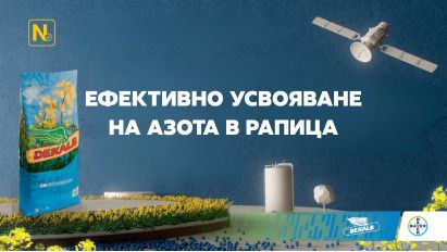 Усвояване на азота в рапица