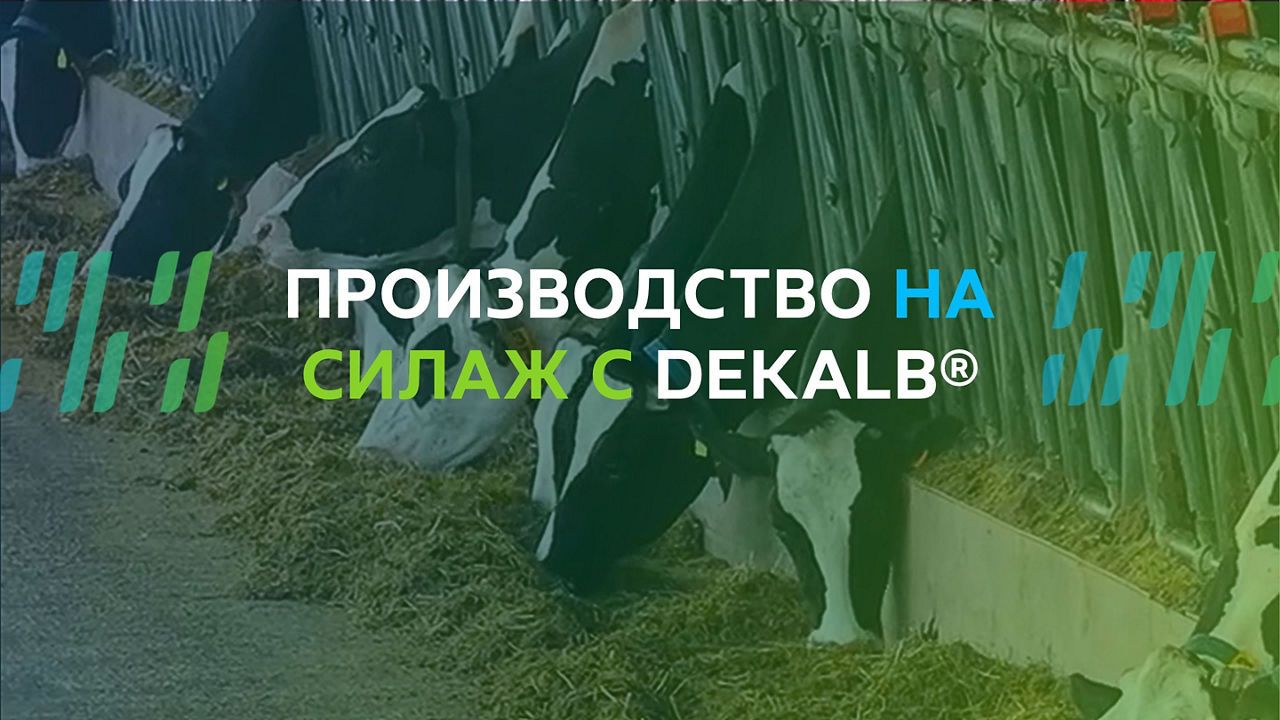 Царевица за силаж DKC5110 | DEKALB®