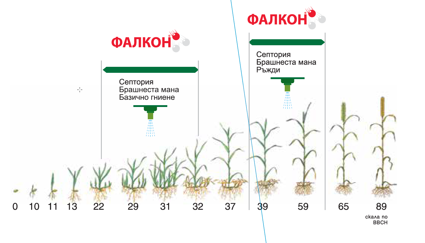 Falkon Fungicid Bayer Crop Science Blgariya